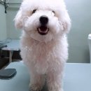 다정하개 이미지