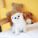 강서고양이분양 나비캣 이미지