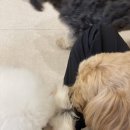 퍼피루스 이미지