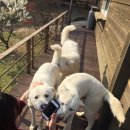 아라농원