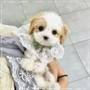 오독안심분양센터 강아지분양 고양이분양 광주점 이미지