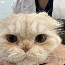 으뜸원동물병원 이미지