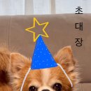 멜로우도그 이미지