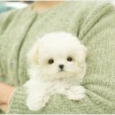 대구강아지분양 테디럽 이미지