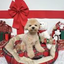 댕스베리 이미지