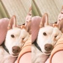 더다온 이미지