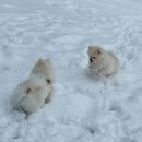 원더독 | 꼬미, 마루를 위한 안전하고 편안한 공간, &#39;원더독&#39; 후기