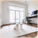 파주켄넬 | 파주 미니비숑분양 숨은 비용까지 꼼꼼히 따져본 총비용 분석