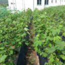 병아리체험농장 민박 이미지