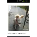 거북헤어