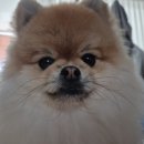 코지펫살롱 | 수원 권선동 : 코지펫살롱