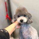 온리 펫살롱 이미지