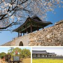 벽제농협 경제사업소 | 노란 봄이 머무는 곳…✨수선화 따라 서산 산책