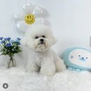 새롭개 | 태안 애견 강아지 미용실 ‘새롭개’ 추천 위생목욕 요금 후기