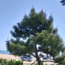 대전외삼중학교 이미지