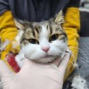 고양이랑놀자 이미지