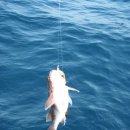 새마을주유소 이미지