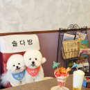 솔다방 네이버블로그