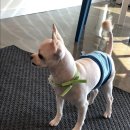 온양애견미용 이미지