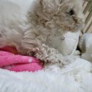 러브미독 이미지