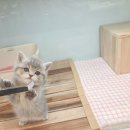 대전고양이분양 비비냥 | 대전고양이분양 후기, 믿고 선택한 이유