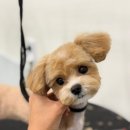 대구애견미용 모여라솜뭉치 | 대구애견미용 믿고 맡길수 있는 모여라솜뭉치