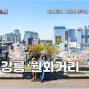 월화거리 공영주차장 | 강릉 월화거리 중앙시장 데이트, 남산공원 벚꽃 엔딩