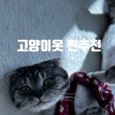 레인보우스토리 - 영등포구 | 고양이옷 추천 레인보우스토리 크롭 누빔 조끼 내돈내산 후기 | 궁디팡팡 캣페스타 미리보기