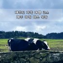 노선목장 | 제주도 가족 여행 코스 제주 시내 가볼 만한 곳 아침미소 목장