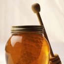 꿀강아지 이미지