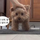 법무법인코러스 이미지