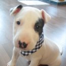 바우와우 이미지