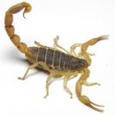 안터와락협동조합 | 四字成語 총정리 <ㄱ> 1071 극동공화국~극락안양정토