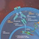 광명 24 아이디동물의료센터 이미지