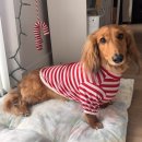 바오그루밍 | 양주 옥정 [바오그루밍] 진짜 후기