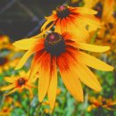 창성농장 이미지