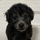 (주)코아펫 이미지