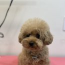 프롬율무 이미지