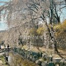 만남식당 | 국립서울현충원 경양식 돈까스 맛집 만남의집(수양벚꽃 명소)