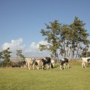 이상목장 이미지