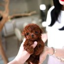 러블리퍼피 이미지