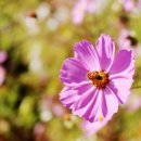 원용복마을 이미지