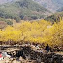 구례산수유