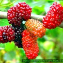 민간요법 - 뽕나무 효능 및 질병 민간요법 처방 이미지