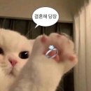 프릿 FRITT 프릿웨딩밴드 당일계약 후기 💍🤍