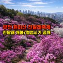 2021-주167 | 2026 부천 원미산 진달래 개화시기·절정 완벽 가이드