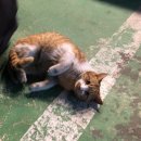 하영당구장 이미지