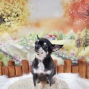 산뜻하개 이미지