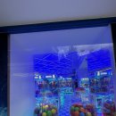 스튜디오808(어흥어흥 광주구시청점) | 화려한 인형뽑기기계 찾으신다면 어흥어흥