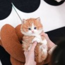 울산 고양이분양 미유펫 이미지